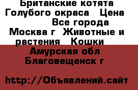 Британские котята Голубого окраса › Цена ­ 8 000 - Все города, Москва г. Животные и растения » Кошки   . Амурская обл.,Благовещенск г.